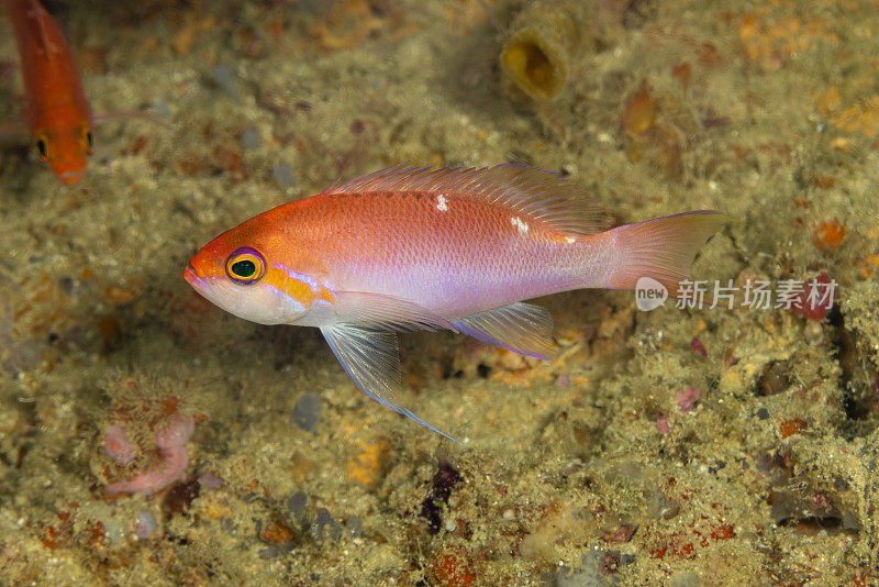 Hutomo's Anthias Pseudanthias hutomoi, Triton Bay，西巴布亚省，印度尼西亚